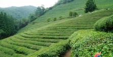 Jeonnam III (Green Tea Fa…